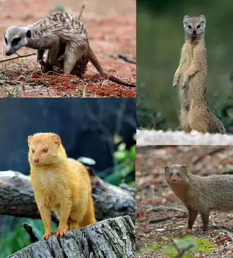 Sentido horário a partir do canto superior esquerdo: Suricato (Suricata suricatta) Mangusto-amarelo (Cynictis penicillata) Mangusto-cinzento-indiano (Urva edwardsii) Mangusto-delgado-comum (Herpestes sanguineus)