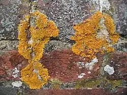 Um líquen crostoso em uma parede