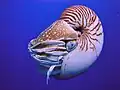 Fotografia de um molusco cefalópode do gênero Nautilus, em Palau (espécie Nautilus belauensis).