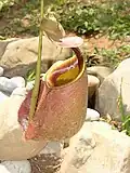 Nepenthes bicalcarata