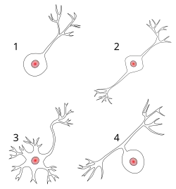 Quatro ilustração referentes aos neurônios unipolar, pseudounipolar, bipolar e multipolar.
