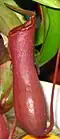 Nepenthes ventricosa