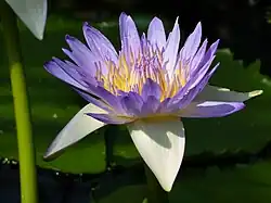 Nymphaea capensis