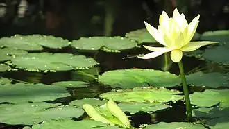 Nymphaea mexicana