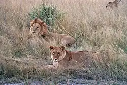 Leão, macho, acima e leoa, fêmea, abaixo