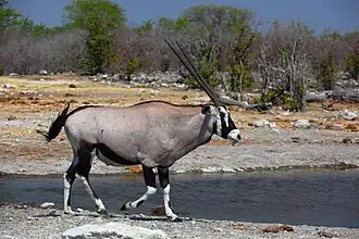 Órix-do-cabo (Oryx gazella) no Parque Nacional Etosha, na Namíbia