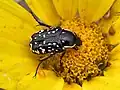Espécie se alimentando de pólen, da subfamilia Cetoniinae.