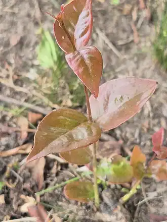 Pé de pitangueira nascendo