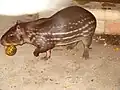 Paca em cativeiro se alimentando de manga