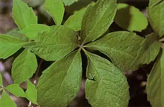 Parthenocissus vitacea