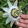 Passiflora cerulea