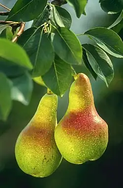 Peras europeias (Pyrus communis)