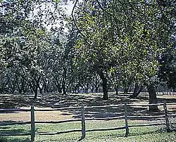 Pomar de nogueiras-pecãs Lyndon B. Johnson National Historical Park