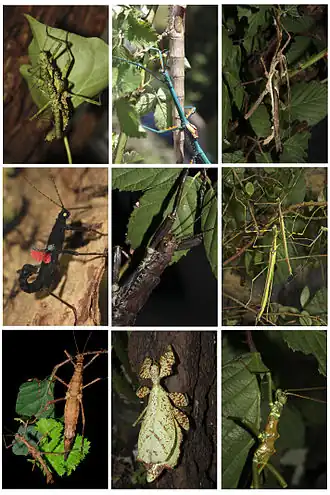 1° linha, esquerda: par de Spinohirasea bengalensis, centro: Achrioptera fallax, direita: macho de Heteropteryx dilatata; 2° linha, esquerda: macho de Peruphasma schultei, centro: macho de Eurycantha calcarata, direita: par de Necroscia annulipes; 3° linha, esquerda: par de Brasidas foveolatus, centro: fêmea de Phyllium ericoriai, direita: macho de Mearnsiana bullosa