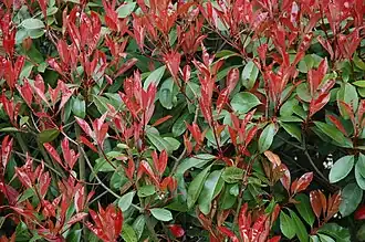 Photinia x fraseri, popular pelo colorido vermelho dos seus rebentos.
