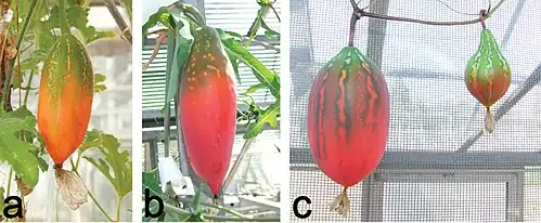 Frutos a maturar de a: Coccinia hirtella, b: Coccinia sessilifolia (como a planta, coberto por uma capa cerosa), c Coccinia megarrhiza e C. megarrhiza x C. trilobata.