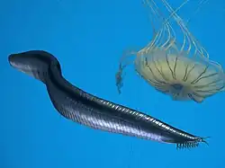 Pikaia um cefalocordado Comprimento: 5&nbsp;cm