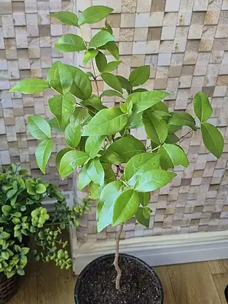 Pitangueira jovem, em muda.