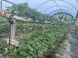 Plantação de morangos no distrito do Campo do Coelho