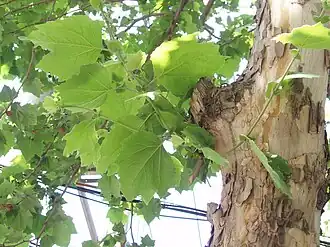 Folhas de P. acerifolia