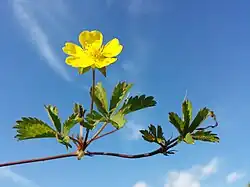 Potentilla reptans.