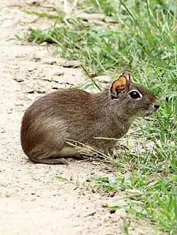 Preá, roedor presente em todo território rural do município