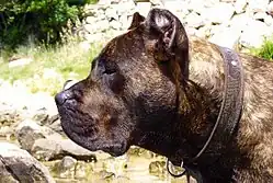 Perfil do Crânio e focinho