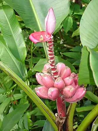 Musa velutina