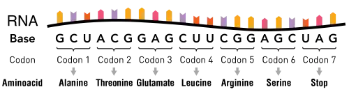 Uma molécula de RNA que consiste em nucleotídeos. Grupos de três nucleotídeos são indicados como códons, com cada um correspondendo a um aminoácido específico.