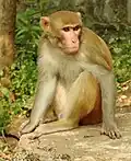Macaco rhesus