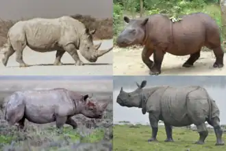 Espécies de rinocerontes de diferentes gêneros; do canto superior esquerdo, no sentido horário: rinoceronte branco (Ceratotherium simum), rinoceronte-de-sumatra (Dicerorhinus sumatrensis), rinoceronte indiano (Rhinoceros unicornis) e um rinoceronte-negro (Diceros bicornis)