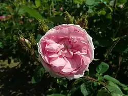 Rosa Joséphine de Beauharnais