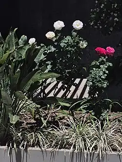 Rosas brancas (creme) e pink.jpg