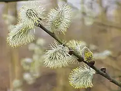 Salix caprea.