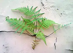 Feto a crescer numa fissura de uma parede rebocada.