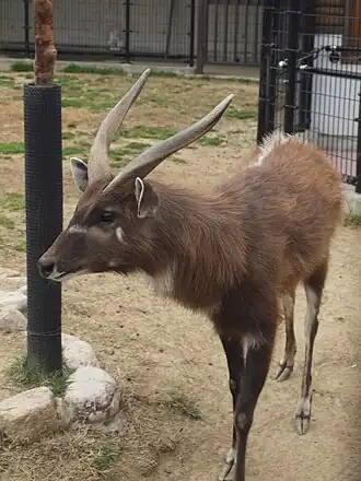 Sitatunga no Zoológico de Oji, em Kobe, no Japão