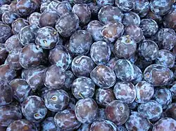 P. domestica ssp. domestica (ameixa europeia)