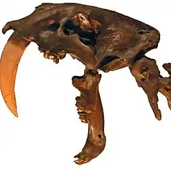 Crânio de um Smilodon fatalis.