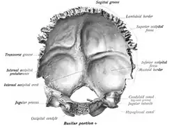 Acidentes ósseos (em inglês). Superfície interna.