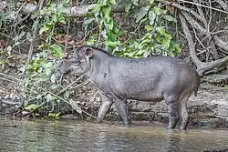 Anta fotografada no Pantanal