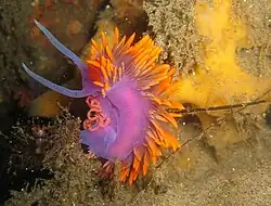 Flabellina iodinea, um nudibrânquio.