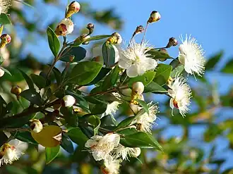 Myrtus communis