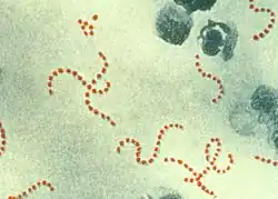 Streptococcus pyogenes.
