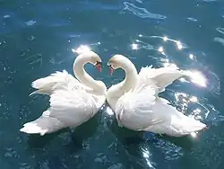 Um casal de cisnes-brancos.