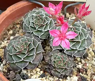 Graptopetalum bellum