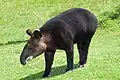 Tapirus pinchaque