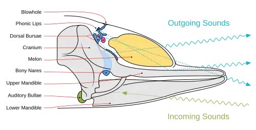 Diagrama ilustrando a geração, propagação e recepção de som em uma baleia dentada. Sons emitidos são azuis e sons recebidos são verdes