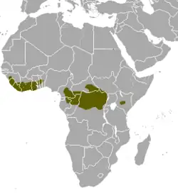 Distribuição do bongo