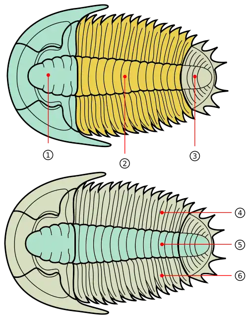 Dois diagramas, de um trilobita visto dorsalmente. Cada um indicando uma forma de dividí-lo: por tagmata, e por lobos longitudinais, respectivamente.