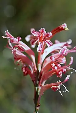 Tritoniopsis antholysa